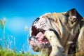 Beautiful Engish Bulldog outdoors playing