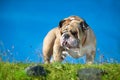 Beautiful Engish Bulldog outdoors standing Royalty Free Stock Photo