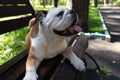 Beautiful English Bulldog on the bench Royalty Free Stock Photo