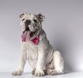 Beautiful english bulldog sitting on white background with shirt collar and bow tie fuxia