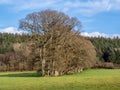 Beautiful English landscape with ancient row of trees, in spring.