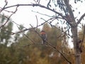 Beautiful english robin close up detail sharp on branch autumn w