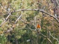 Beautiful english robin close up detail sharp on branch autumn w