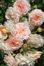 Beautiful english roses in the sunny perennial cottage garden in bright summer sunshine. Royalty Free Stock Photo