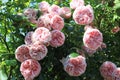 Beautiful english roses in the sunny perennial cottage garden in bright summer sunshine. Royalty Free Stock Photo