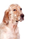 Beautiful English setter with brown spots