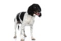 Beautiful english springer spaniel dog sticking out tongue and looking away Royalty Free Stock Photo