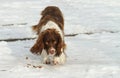 A beautiful English Springer Spaniel dog walking in the snow. Royalty Free Stock Photo