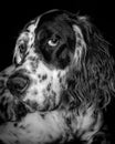 Beautiful English Springer Spaniel posing Royalty Free Stock Photo