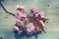 Beautiful, English, vintage teacup with Japanese cherry tree blossoms, close up