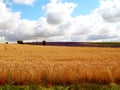 Beautiful English wheat field in July