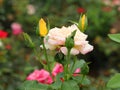Beautiful English white rose in nursery closeup view