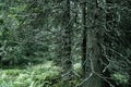 Beautiful enigmatic forest view of the High Tatras mountains in the early autumn, Slovakia