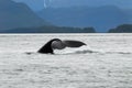 Alaska- Close Up- Gray Whale Diving With Mountain Background Royalty Free Stock Photo