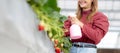 Beautiful entrepreneur young asian woman standing and watering strawberry plants in farm at greenhouse. Royalty Free Stock Photo