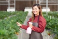 Beautiful entrepreneur young asian woman standing and watering strawberry plants in farm at greenhouse. Royalty Free Stock Photo