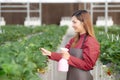 Beautiful entrepreneur young asian woman standing and watering strawberry plants in farm at greenhouse. Royalty Free Stock Photo