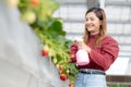 Beautiful entrepreneur young asian woman standing and watering strawberry plants in farm at greenhouse. Royalty Free Stock Photo