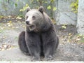 WROCLAW ,SILESIA ,POLAND -European brown bear ,Ursus arctos...