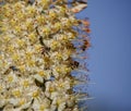 Beautiful Eremurus flower. No bees.