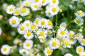 Beautiful erigeron annuus closeup