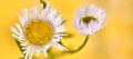 Beautiful Erigeron annuus flowers with white flower heads, yellow center, yellow banner background