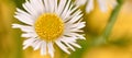 Beautiful Erigeron annuus flowers with white flower heads, yellow center, yellow banner background