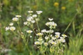 Beautiful Erigeron annuus flowers, Annual fleabane with white flower heads and yellow center, yellow background. Macro