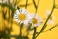 Beautiful Erigeron annuus flowers with white flower heads and yellow center, yellow background