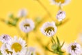 Beautiful Erigeron annuus flowers with white flower heads and yellow center, yellow background