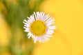 Beautiful Erigeron annuus flowers with white flower heads and yellow center, yellow background