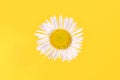 Beautiful Erigeron annuus flowers with white flower heads and yellow center, yellow background