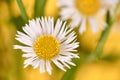 Beautiful Erigeron annuus flowers with white flower heads and yellow center, yellow background