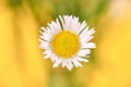 Beautiful Erigeron annuus flowers with white flower heads and yellow center, yellow background