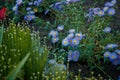 Beautiful erigeron flowers in flowerbed. Springtime blossom, gardening concept