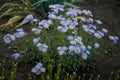 Beautiful erigeron flowers in flowerbed. Springtime blossom, gardening concept