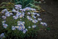 Beautiful erigeron flowers in flowerbed. Springtime blossom, gardening concept