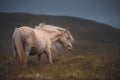 Beautiful Eriskay Pony standing on a lush hillside