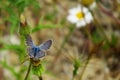 Beautiful colours of Eros Blue butterfly, wings spread on a dandelion head.