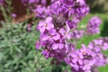 Beautiful Erysimum Bowles Mauve