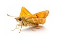 Beautiful Essex Skipper butterfly isolated on a white background. Side view Royalty Free Stock Photo