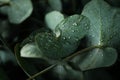 Beautiful eucalyptus leaves with water drops, close up Royalty Free Stock Photo