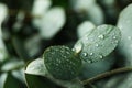 Beautiful eucalyptus leaves with water drops, close up Royalty Free Stock Photo