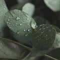 Beautiful eucalyptus leaves with water drops, close up Royalty Free Stock Photo