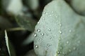 Beautiful eucalyptus leaves with water drops, macro Royalty Free Stock Photo