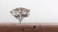 Ãâ¢ucalyptus tree protruding through morning fog.