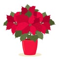 A beautiful euphorbia flowering plant or a Christmas star. Vector illustration in flat style.