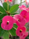 beautiful euphorbia flowers with charming red color