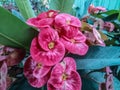 beautiful euphorbia flowers in the yard