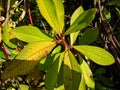 Beautiful euphorbia grantii plant image